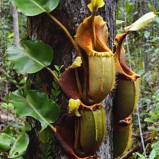 Nepenthes Veitchii Seeds