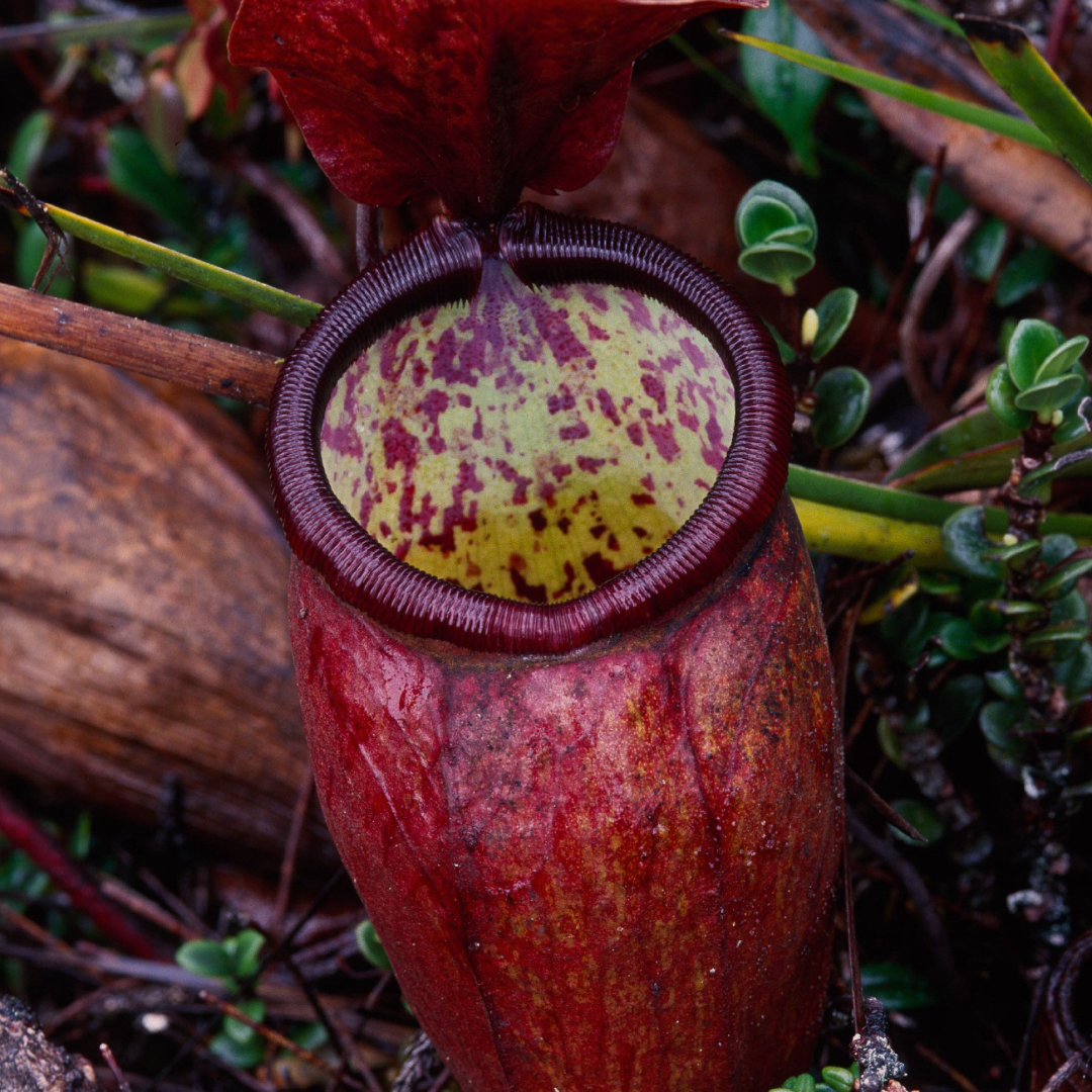 Nepenthes Lamii Seeds