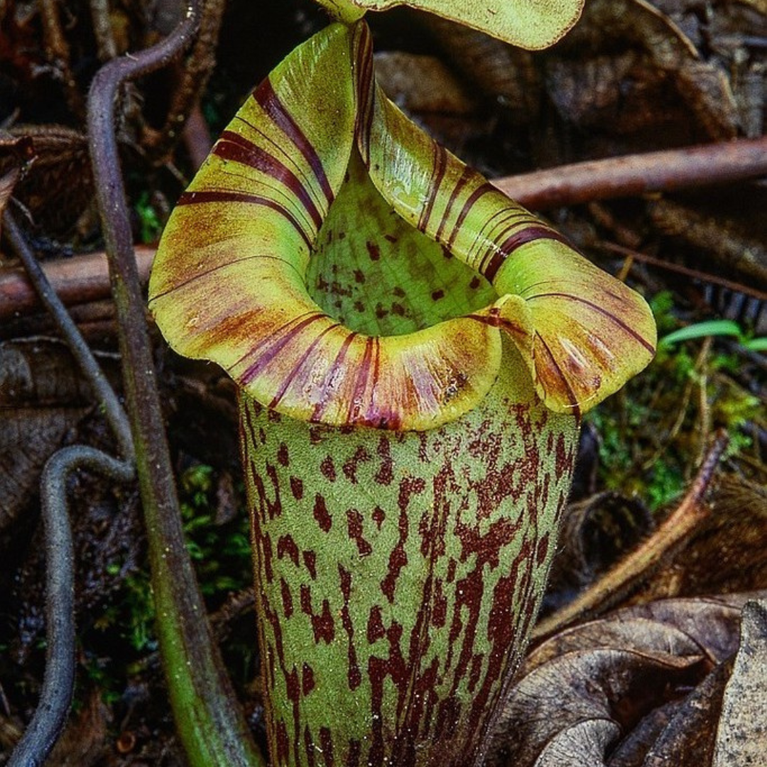 Nepenthes Platychila Seeds