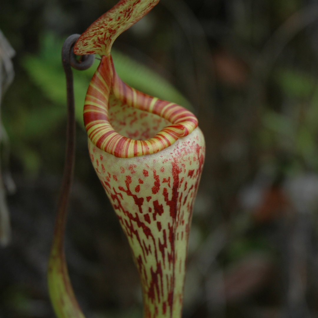 Nepenthes Vogelii Seeds