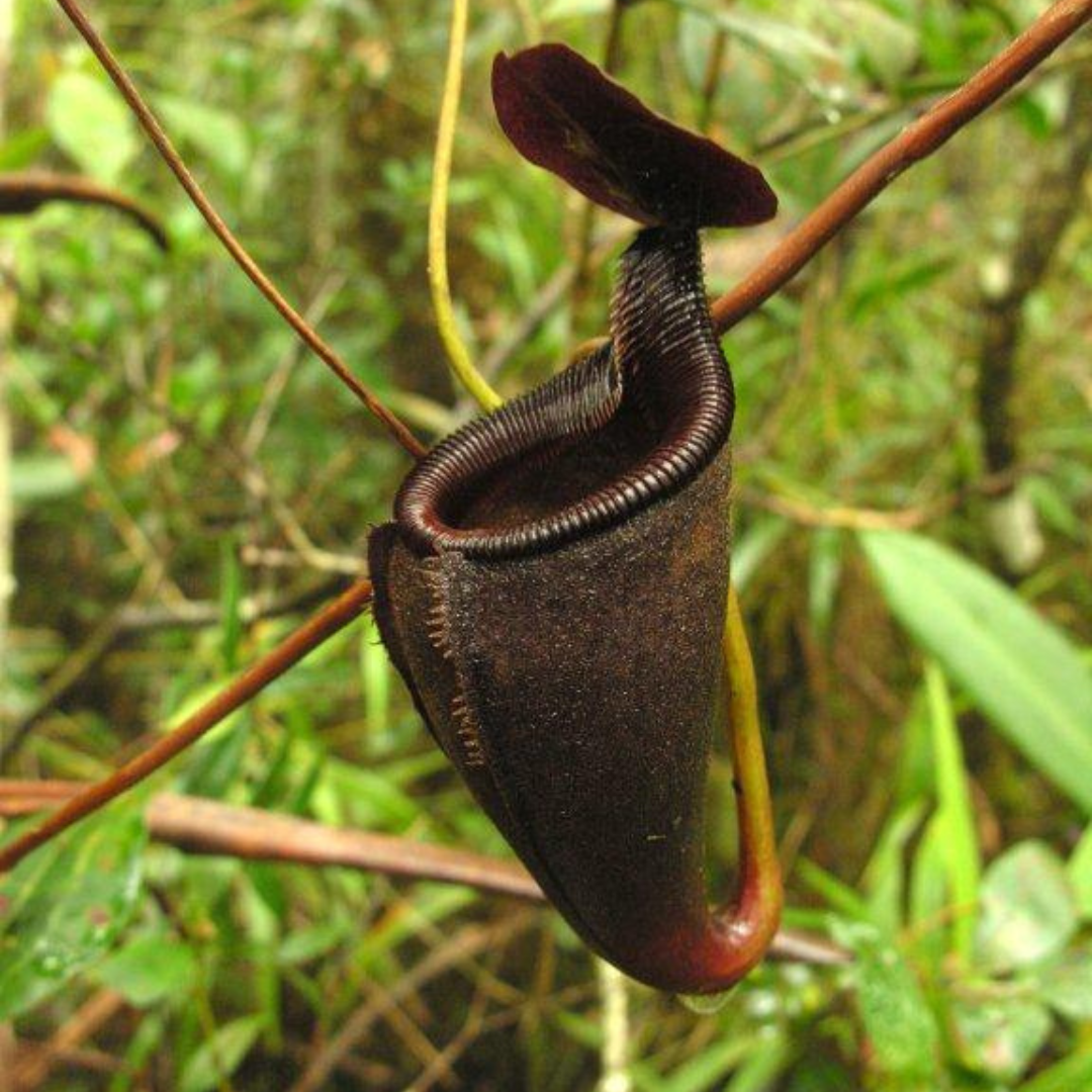 Nepenthes Leonardoi Seeds