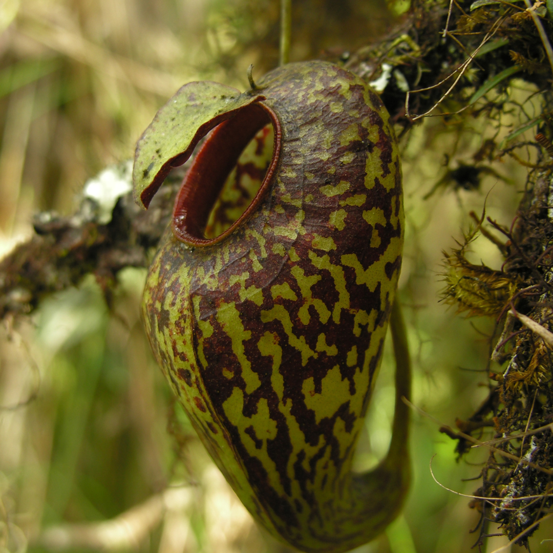 Nepenthes Aristolochioides Seeds