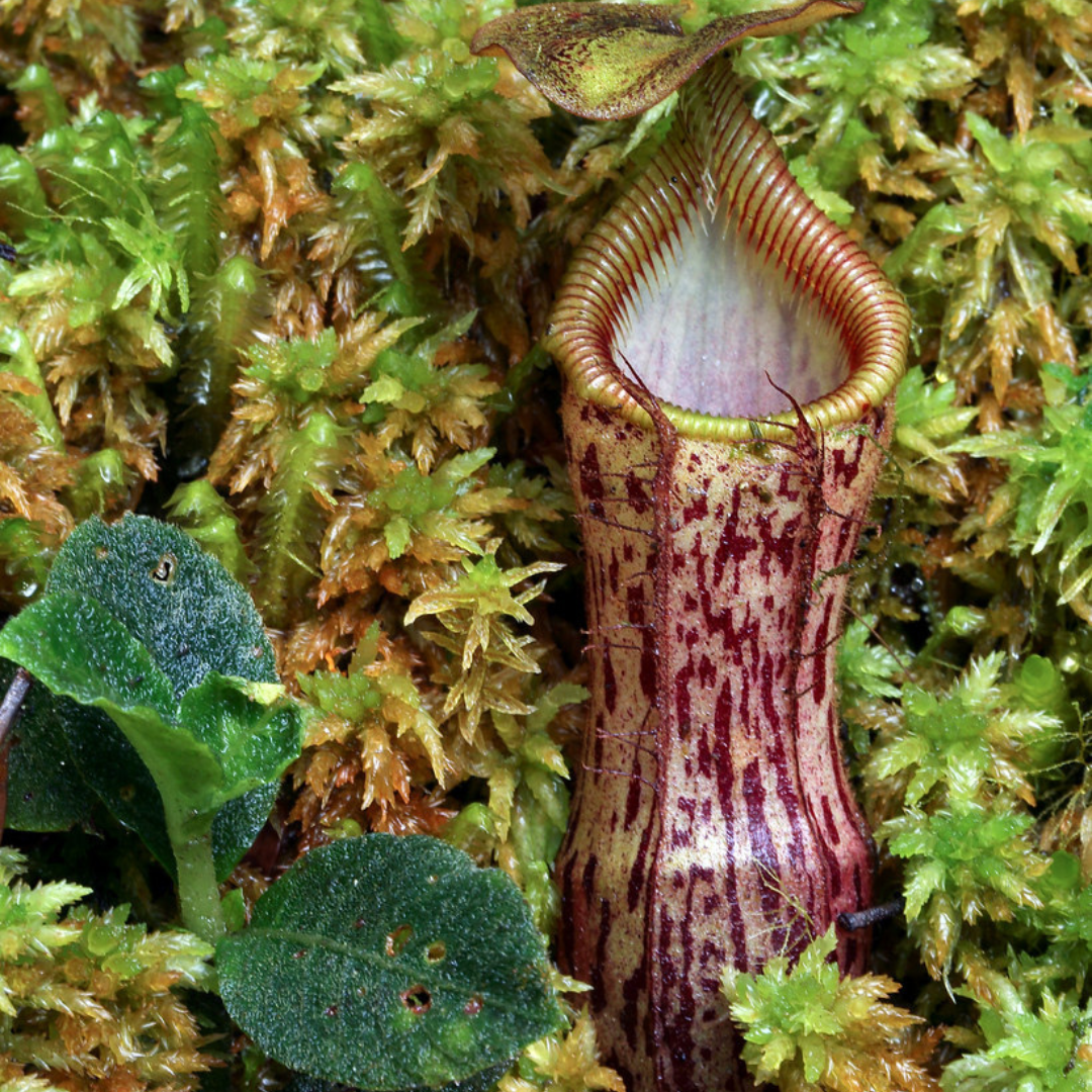 Nepenthes Taminii Seeds