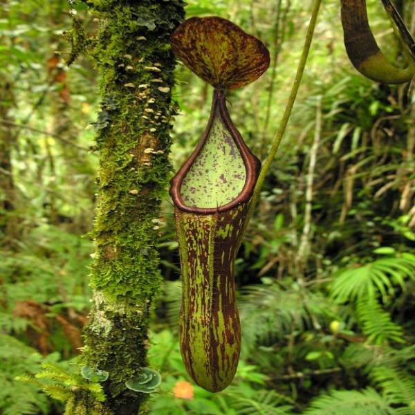 Nepenthes Copelandii Seeds