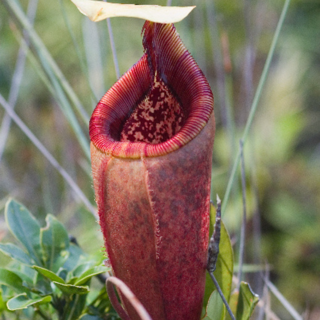 Nepenthes Mantalingajanesis Seeds