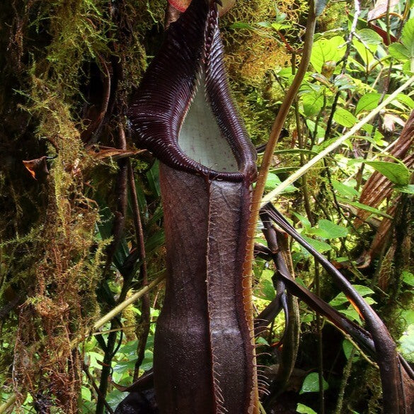 Nepenthes Izumieae Seeds