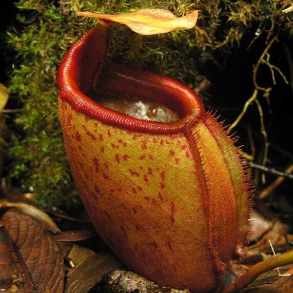 Nepenthes Mira Seeds
