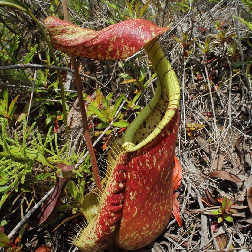 Nepenthes Rafflesiana Seeds