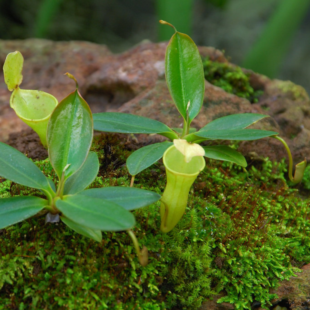 Nepenthes Campanulata Seeds