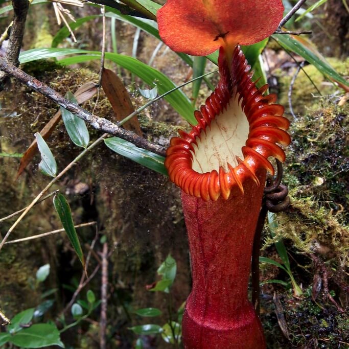 Nepenthes Edwardsiana Seeds (red)