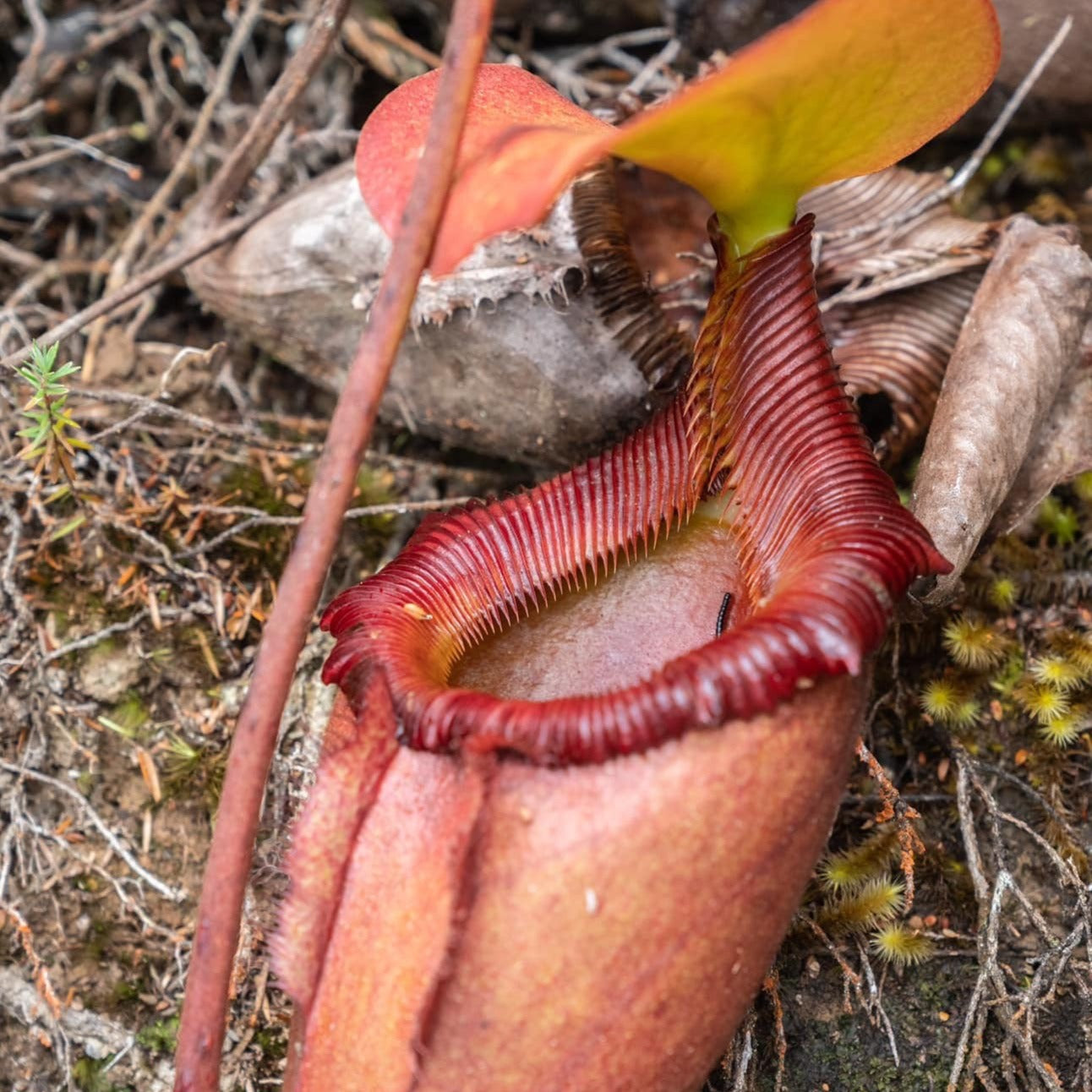 Nepenthes X Kinabaluensis Seeds