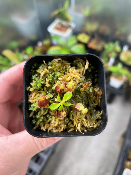 A Guide to Caring for Nepenthes Plants