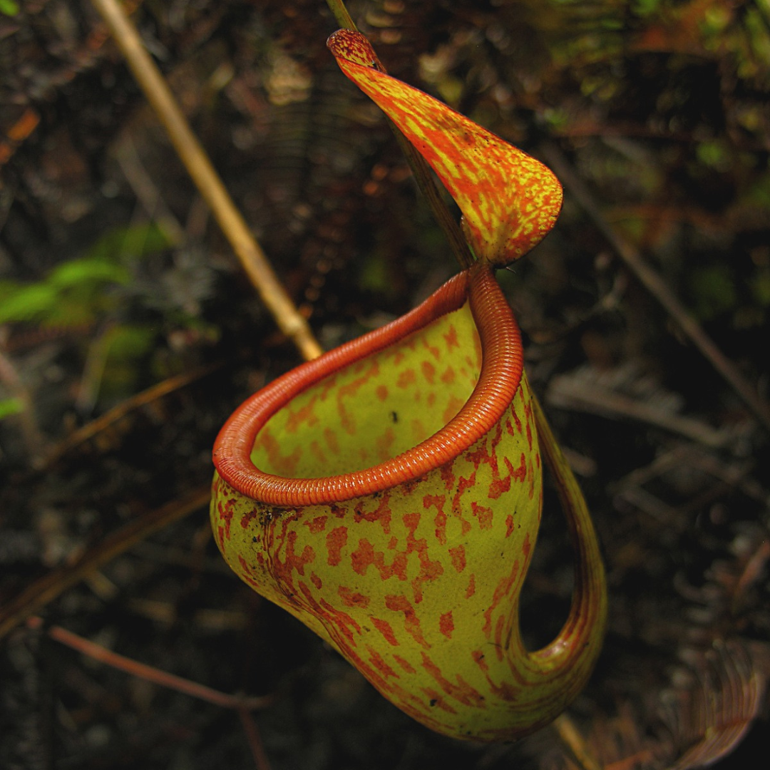 Nepenthes Pitopangii Seeds