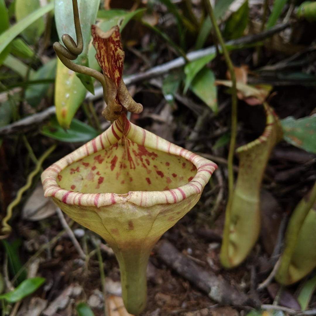 Nepenthes Epiphytica Seeds