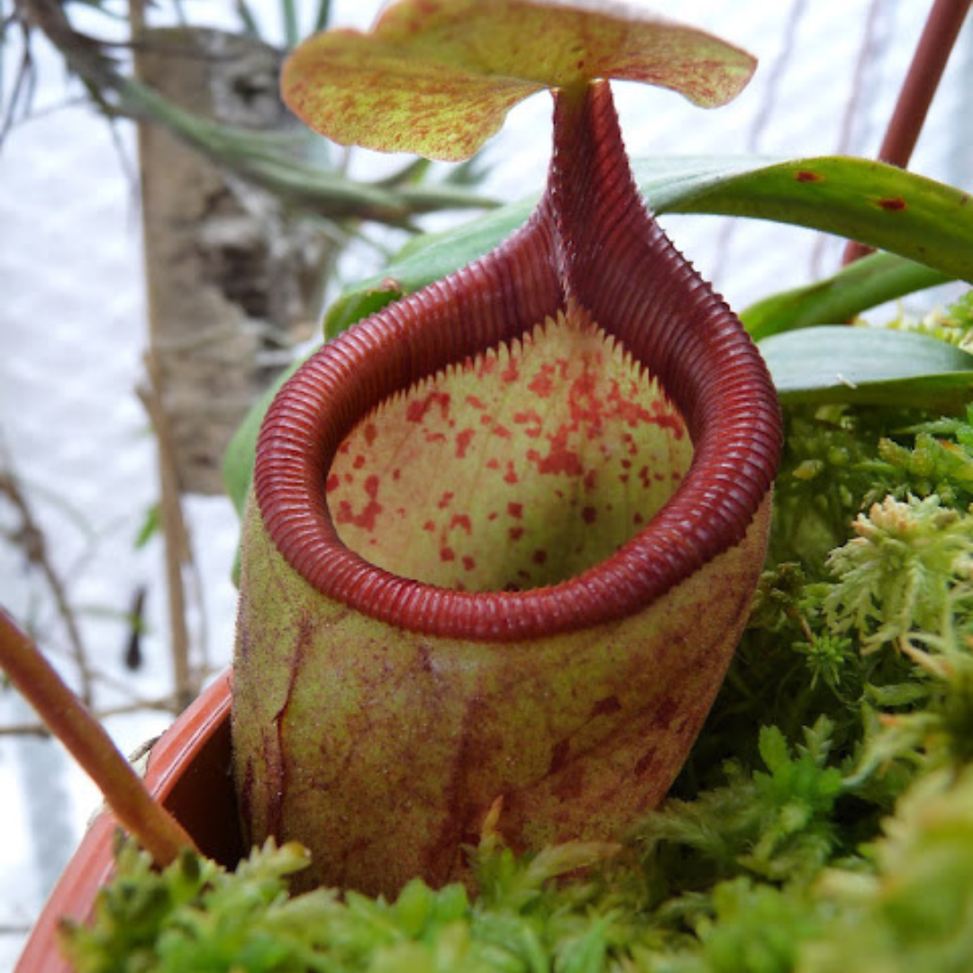 Nepenthes Deaniana Seeds