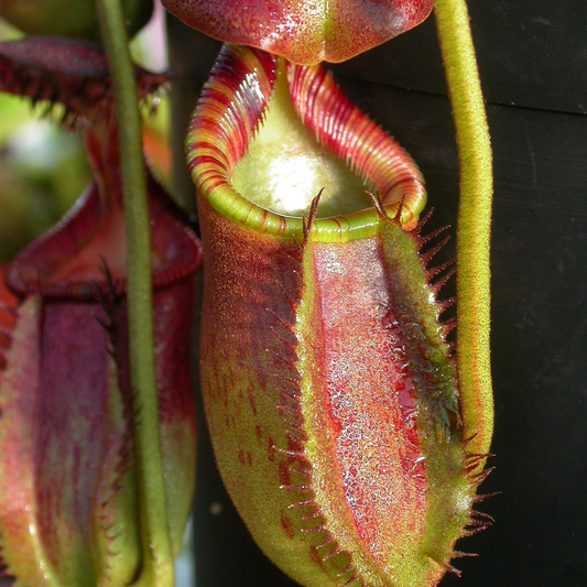 Nepenthes Ephippiata Seeds