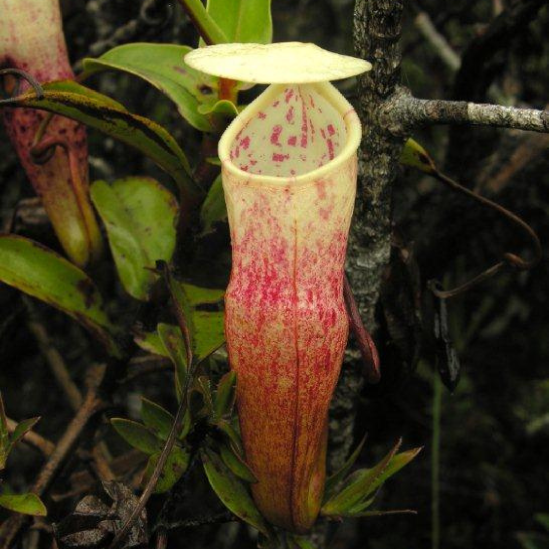 Nepenthes Alba Seeds