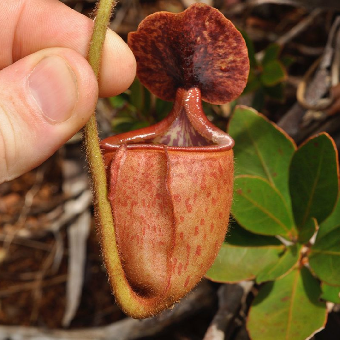 Nepenthes Erucoides Seeds