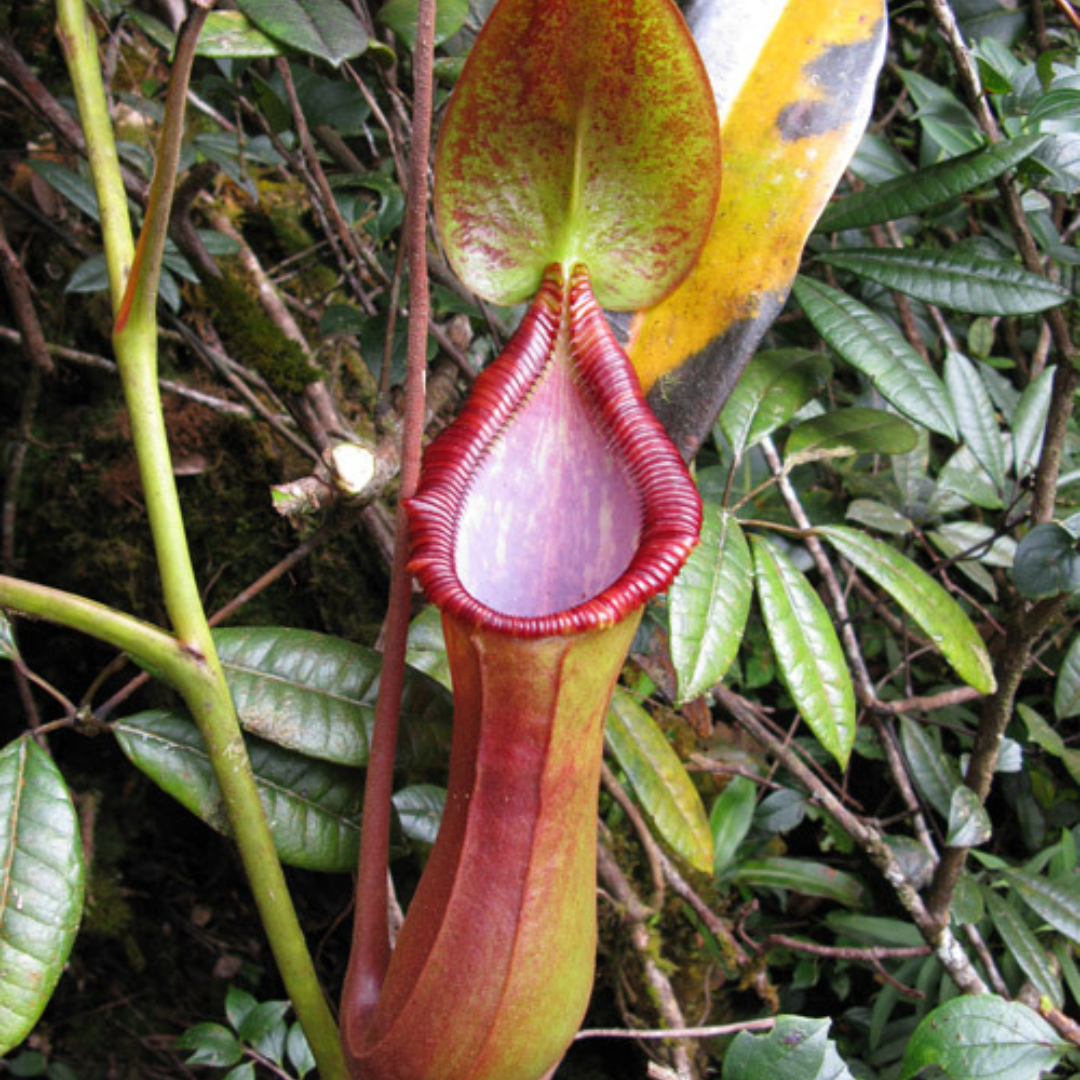 Nepenthes Trusmadiensis Seeds