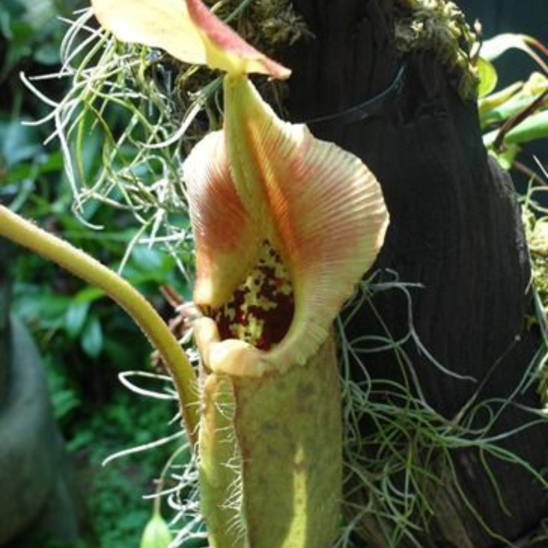 Nepenthes Truncata (White) Seeds