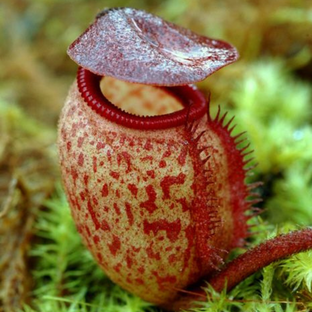 Nepenthes Argentii seeds