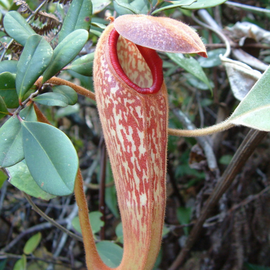Nepenthes Klosii seeds