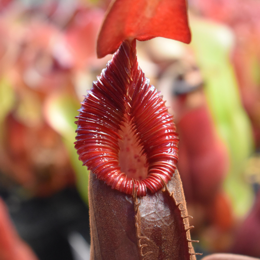 Nepenthes Diatas Seeds