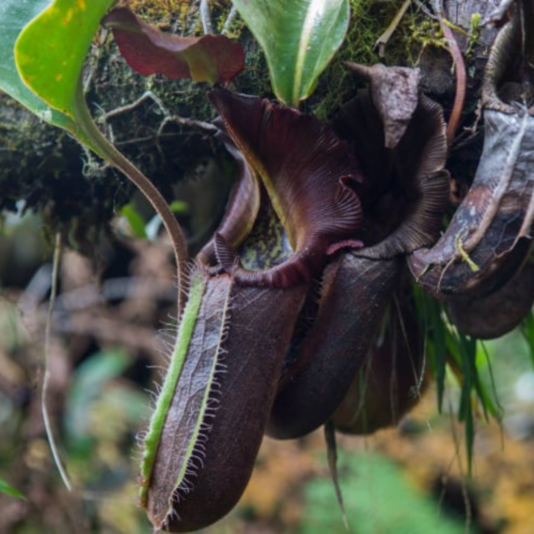 Nepenthes Robcantleyi Seeds