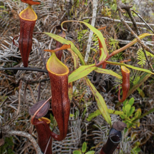 Nepenthes Micramphora Seeds