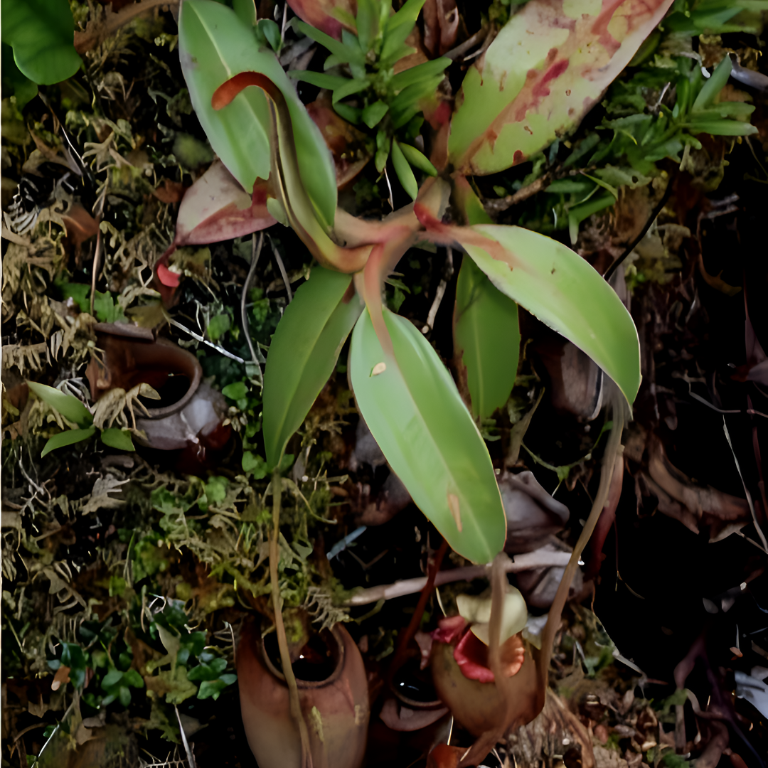 Nepenthes Kampalili Seeds