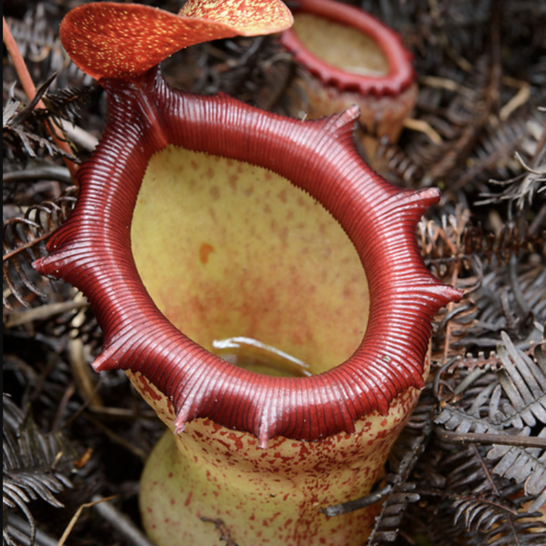 Nepenthes Ventricosa Bongabon Seeds