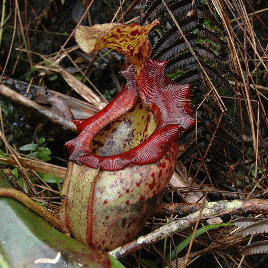 Nepenthes Alisaputrana Seeds