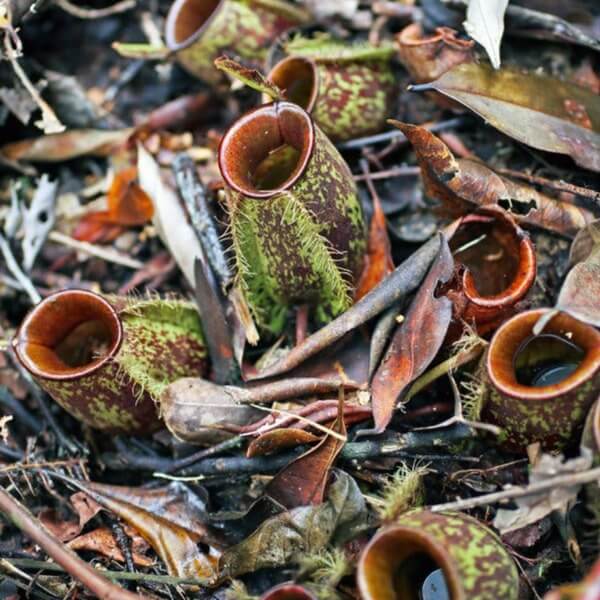 Nepenthes Ampullaria Seeds – Nepseeds