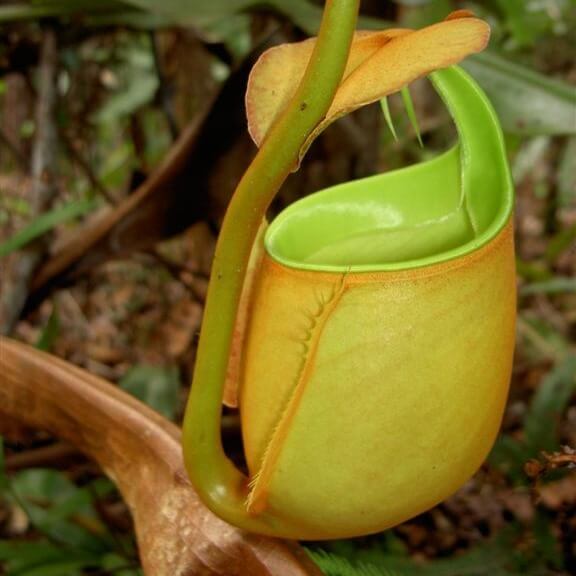 Nepenthes Bicalcarata Seeds