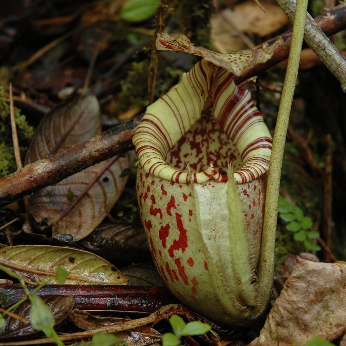 Nepenthes Burbidgeae Seeds