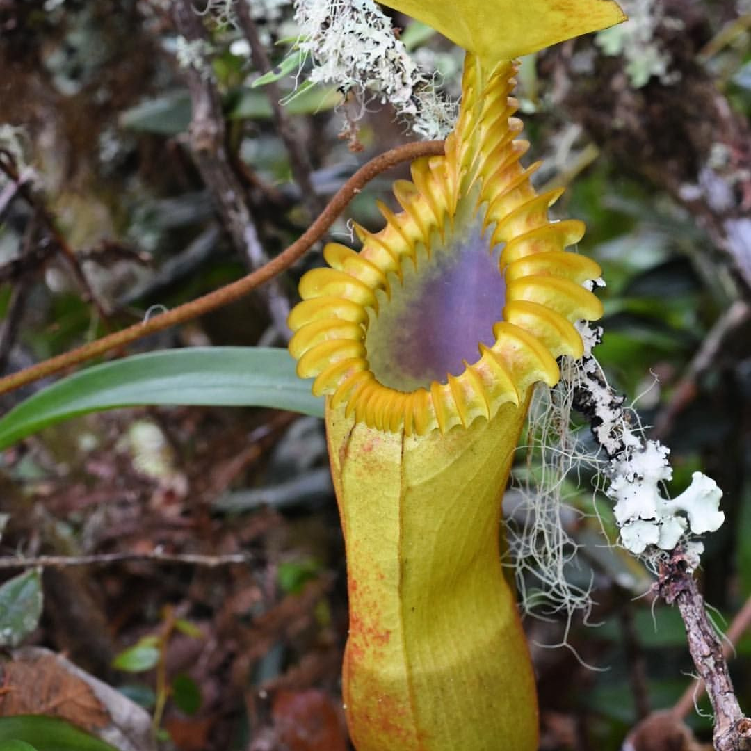 Nepenthes Edwardsiana (Yellow) Seeds