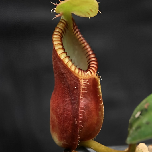 Nepenthes Maryae Seeds