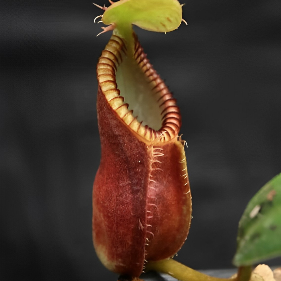 Nepenthes Maryae Seeds