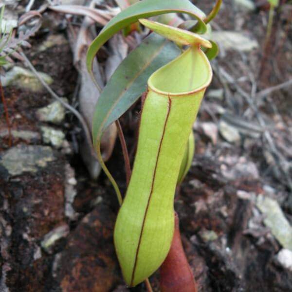 Nepenthes Gracilis Seeds