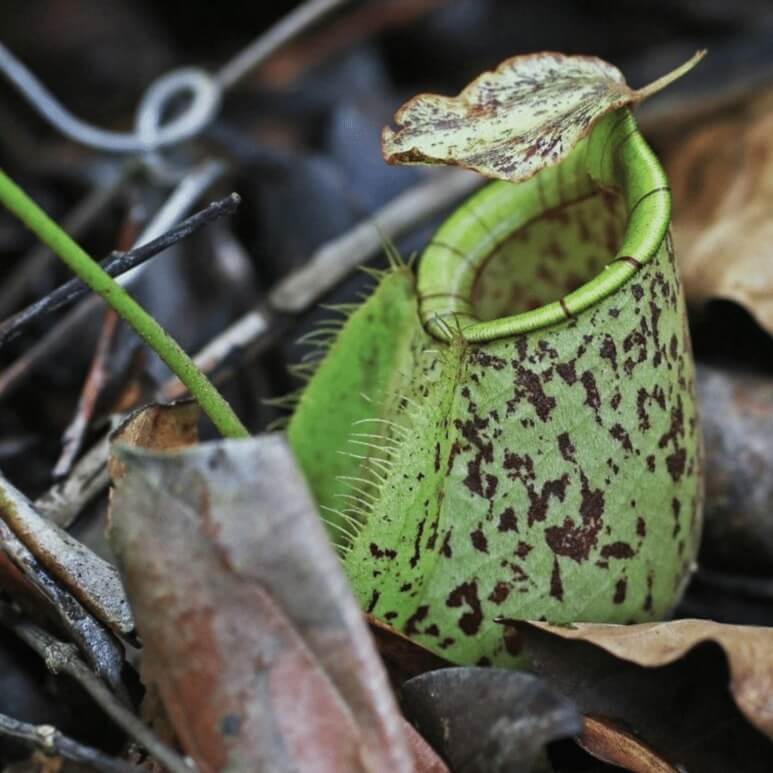 Nepenthes Hookeriana Seeds