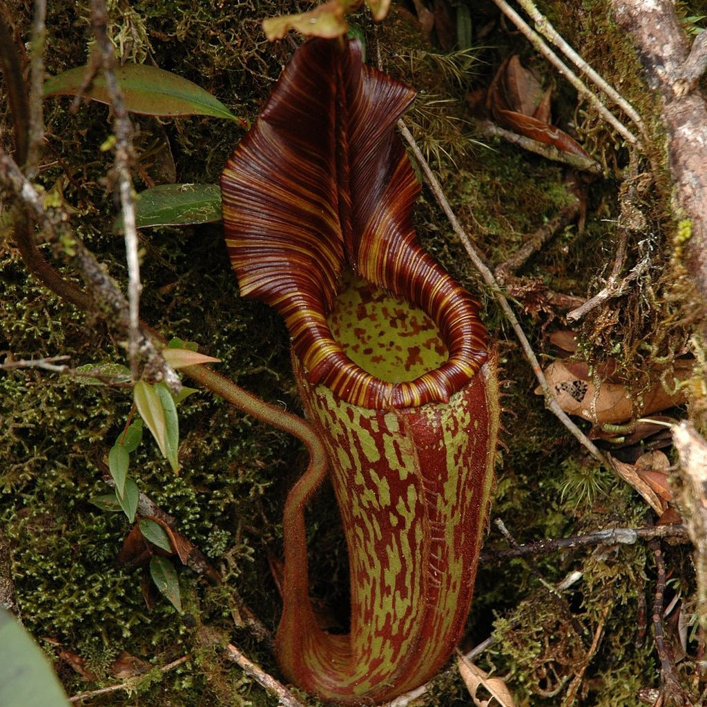 Nepenthes Hurreliana Seeds