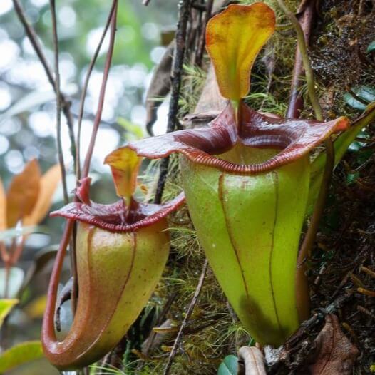 Nepenthes Jacquelineae Seeds