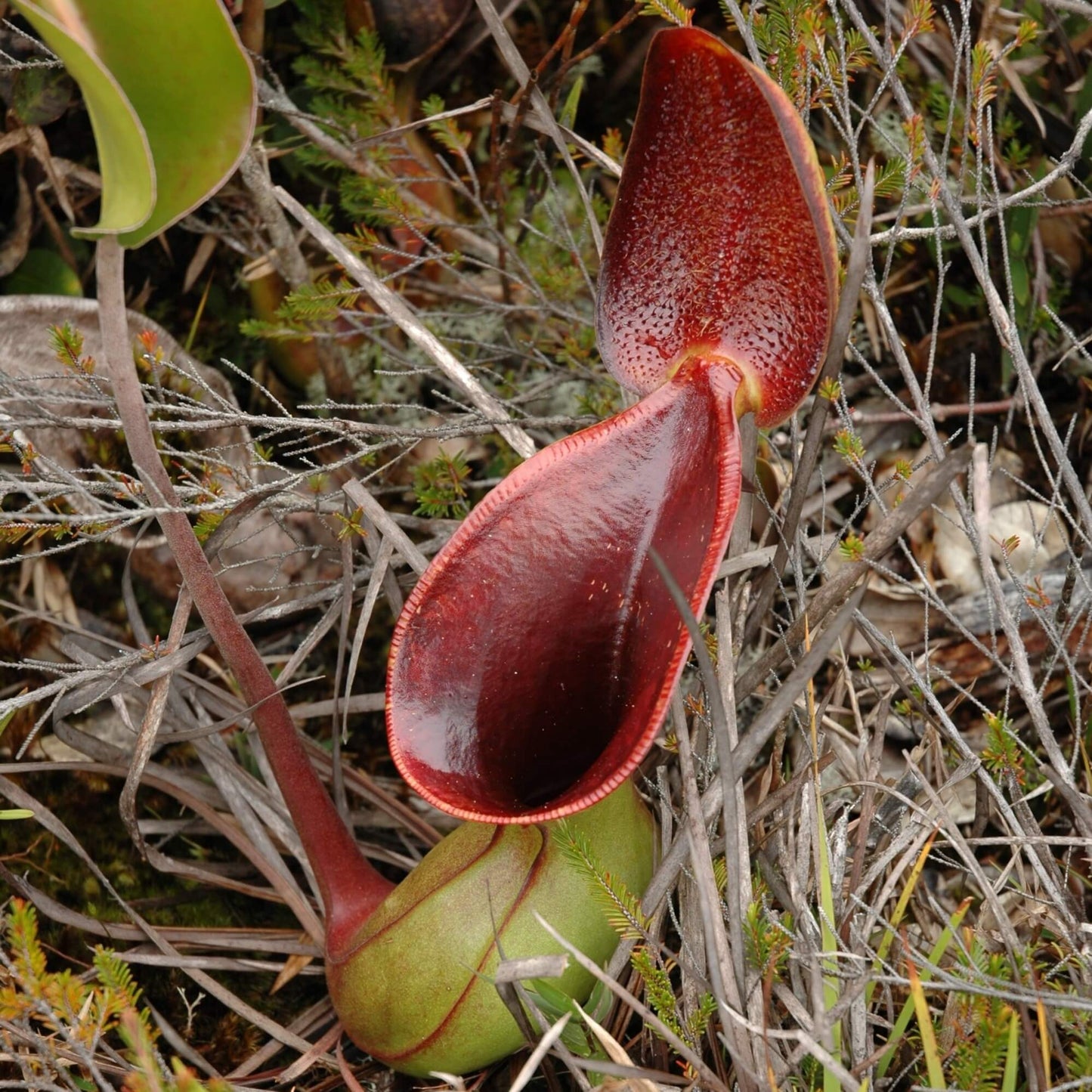 Nepenthes Lowii Seeds