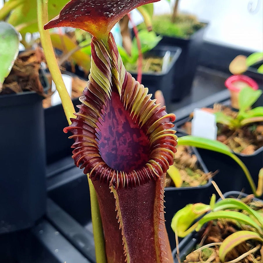 Nepenthes Lowii x Edwardsiana