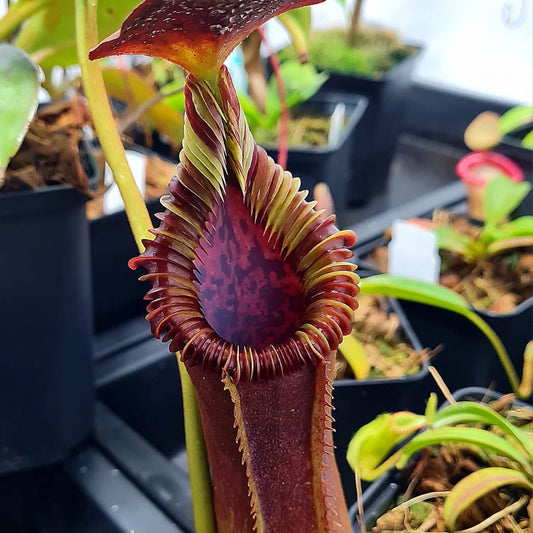 Nepenthes Lowii x Edwardsiana