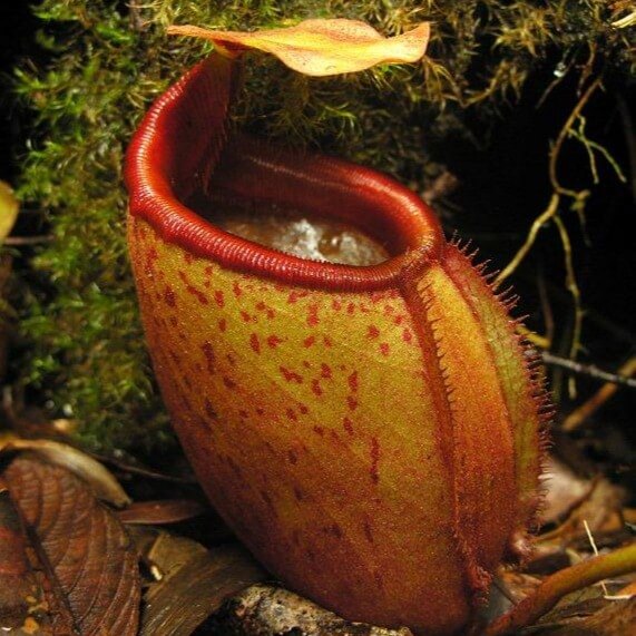 Nepenthes Mira Seeds – Nepseeds