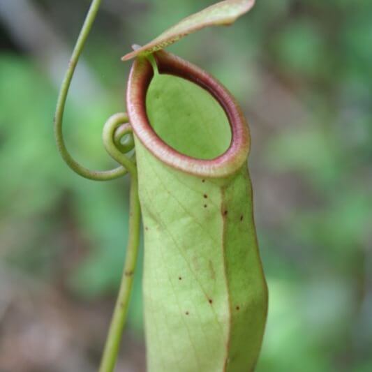 Nepenthes Mirabilis Seeds