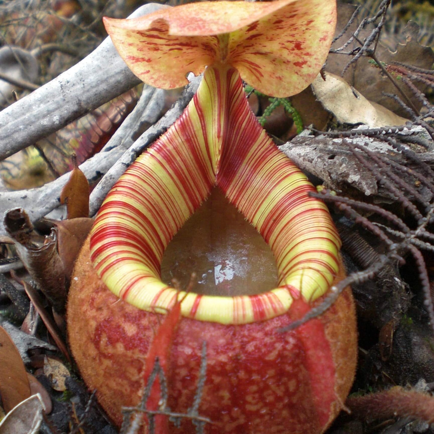 Nepenthes Peltata Seeds