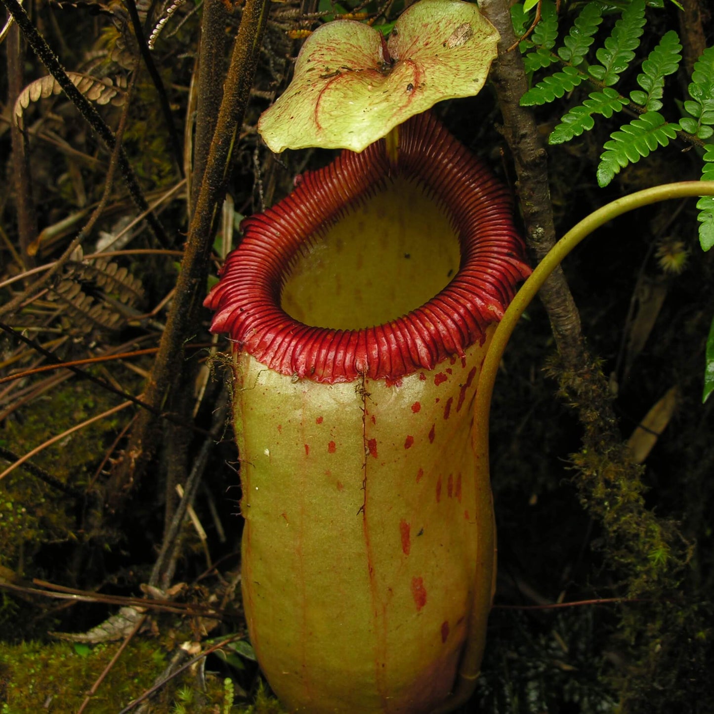 Nepenthes Sibuyanensis Seeds