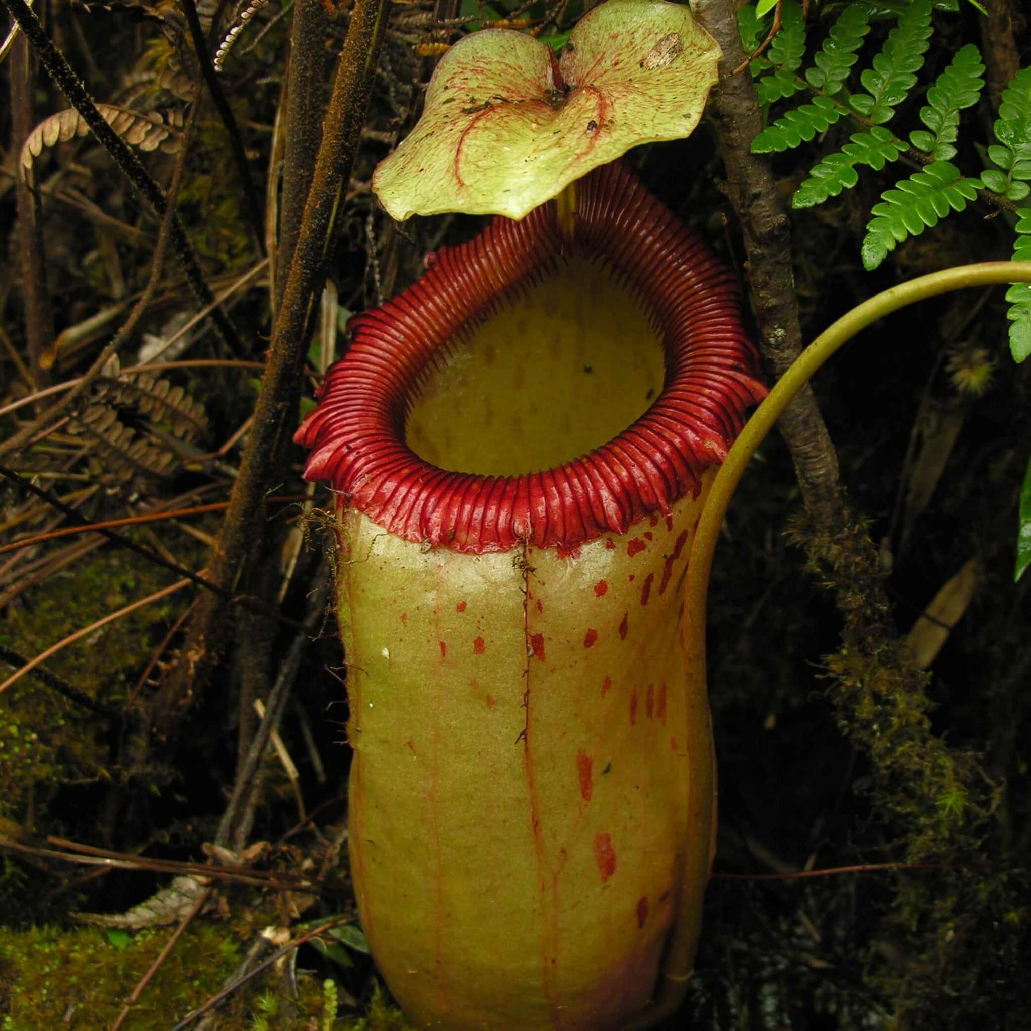 Nepenthes Sibuyanensis Seeds – Nepseeds